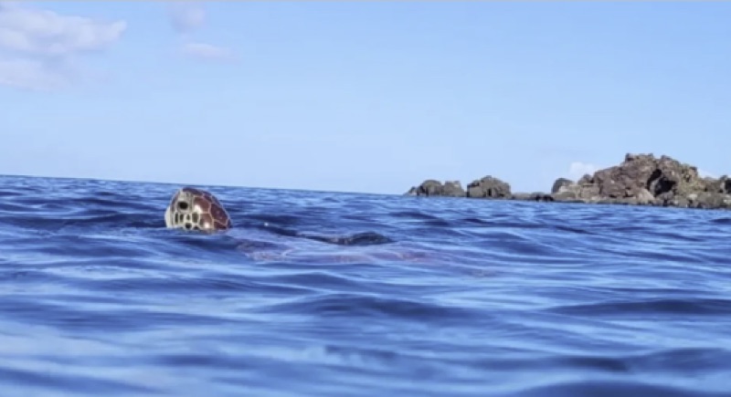 Une tortue marine faisant surface près de la côte rocheuse des Antilles.