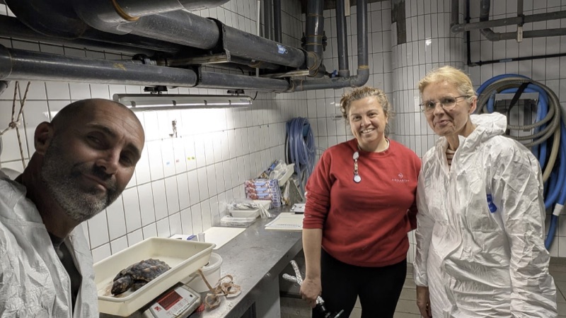 Trois membres de l'équipe One Health examinant une tortue marine au centre de soins de l'Aquarium de La Rochelle.
