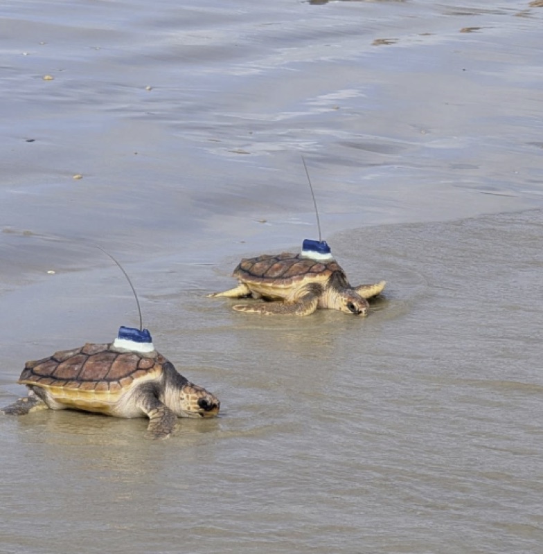 Deux tortues caouannes équipées de balises Argos regagnant la mer sur une plage.