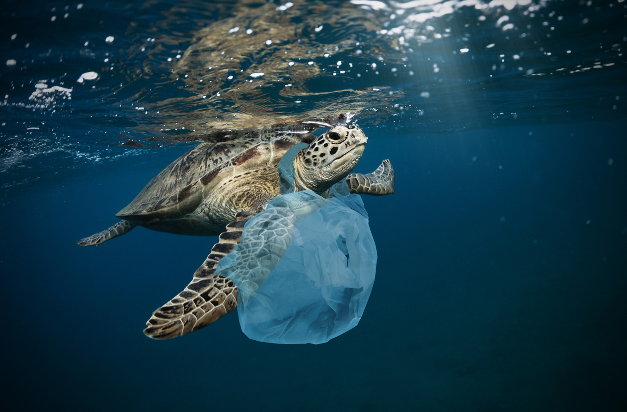 Tortue marine confrontée à un sac plastique en pleine mer