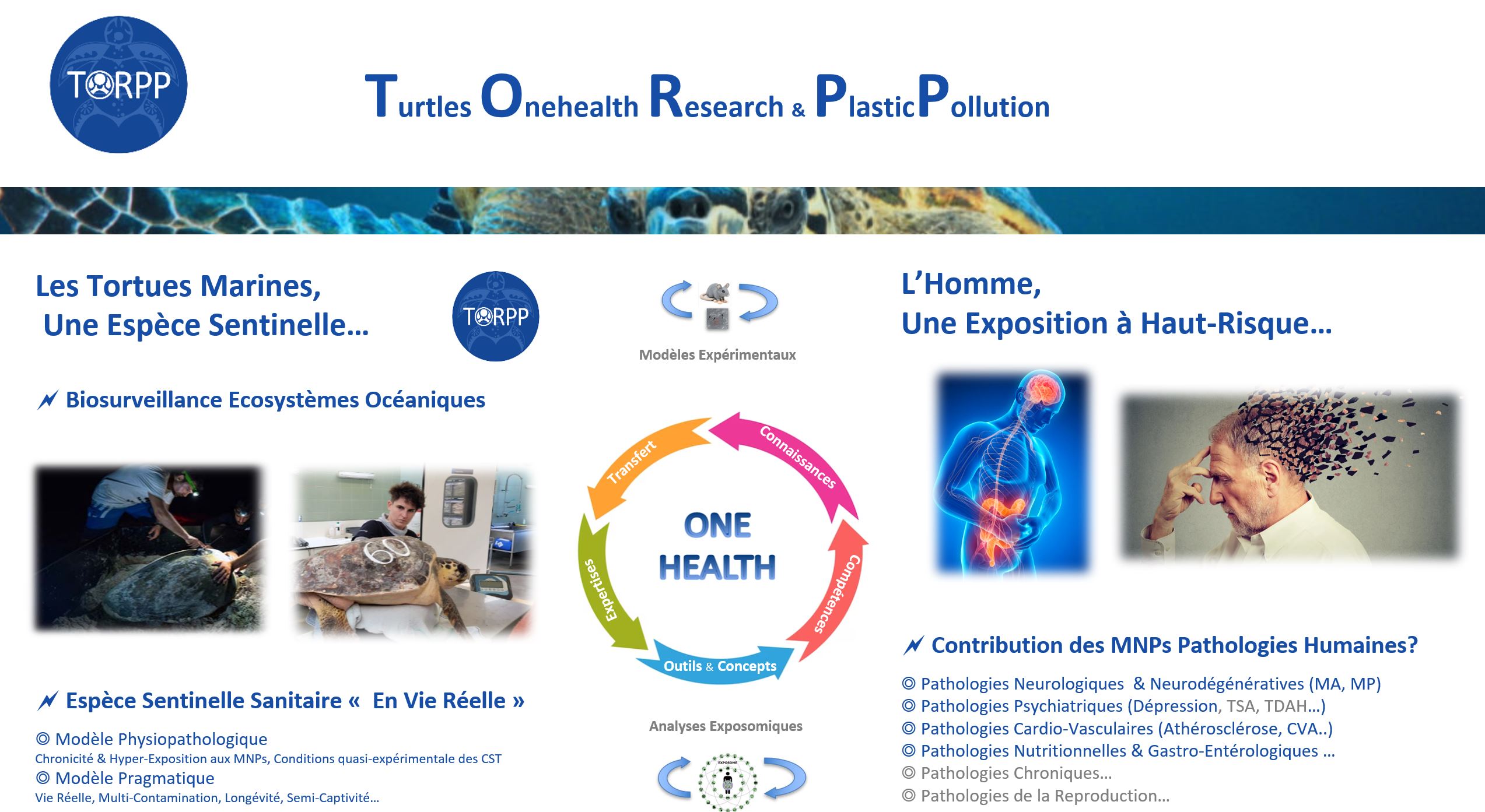 Schéma de l'approche One Health de TORPP : les tortues marines comme espèce sentinelle, le cycle One Health (connaissances, compétences, outils, expertises, transfert) et les pathologies humaines potentiellement liées aux micro et nanoplastiques.