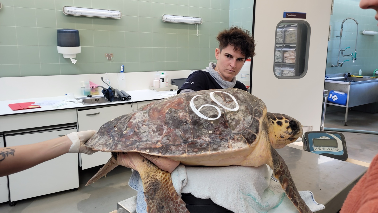 Prise en charge d'une tortue caouanne marquée en centre de soins, pesée avant examen.