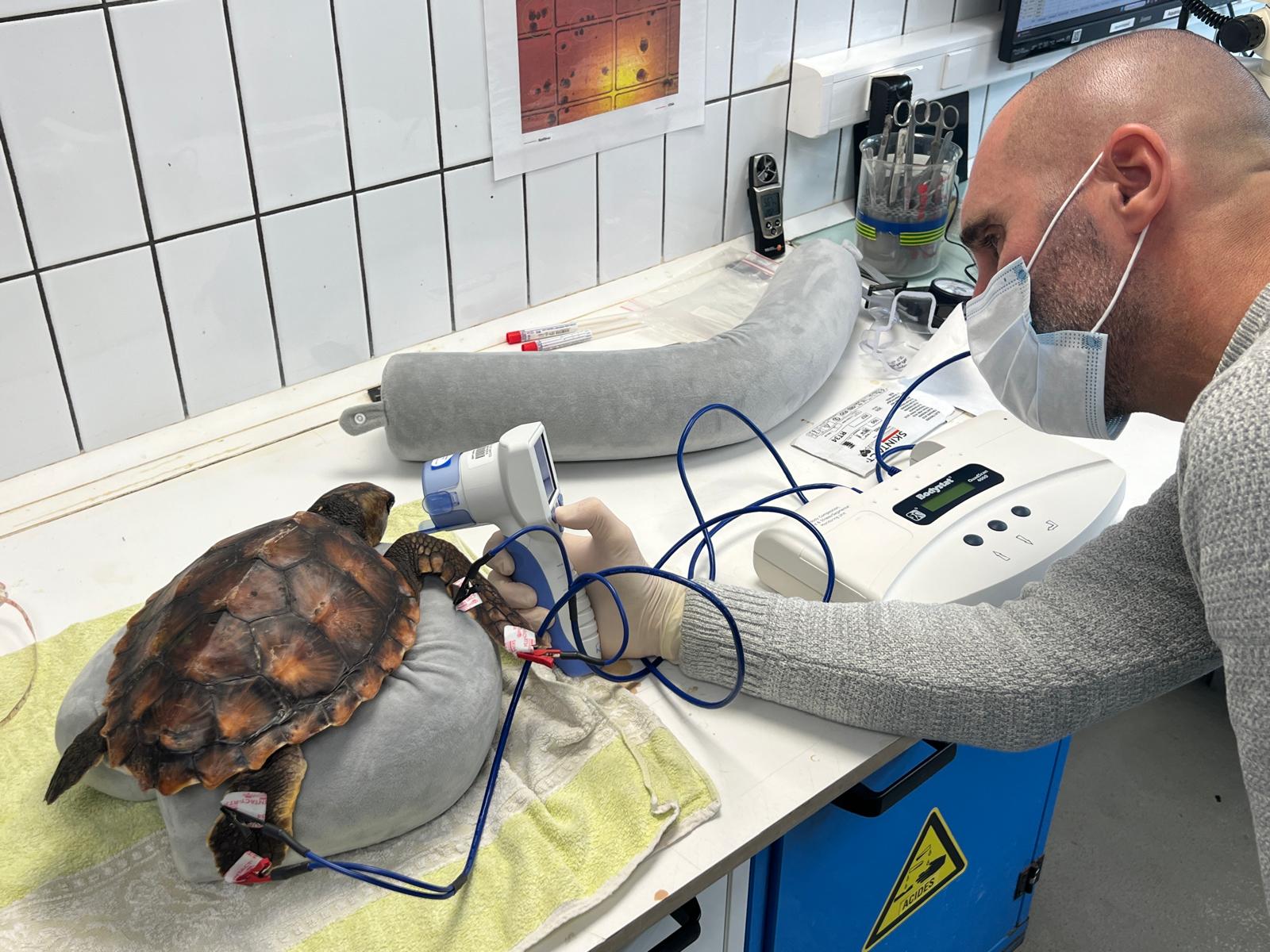 Examen d'une tortue marine en laboratoire dans le cadre des recherches TORPP sur l'exposition aux microplastiques.