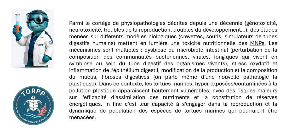 Illustration TORPPY expliquant la toxicité nutritionnelle des microplastiques et nanoplastiques